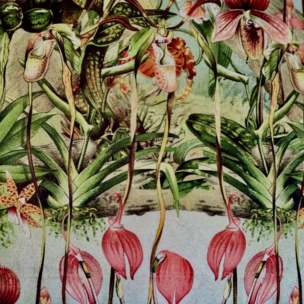 Close-up of a detailed illustration of orchids with green leaves and pink flowers.